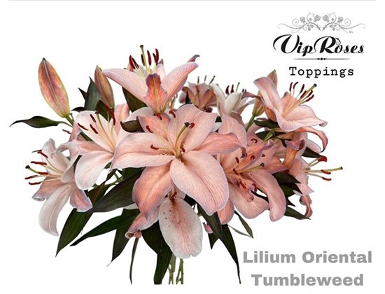 Lilija Oriental Tumbleweed c1860