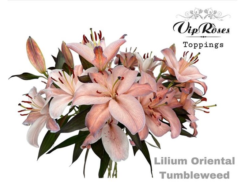 Lilija Oriental Tumbleweed c1860 Lilija Oriental Tumbleweed c1860