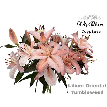 Lilija Oriental Tumbleweed c1860