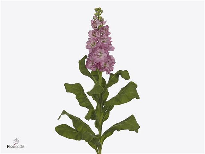 Matthiola Stocks Mathilda Antique Pink c1930