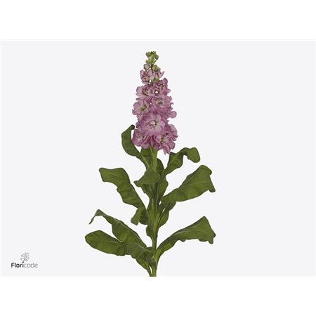 Matthiola Stocks Mathilda Antique Pink c1930