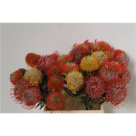 Proteja Assorti Mixed c1968
