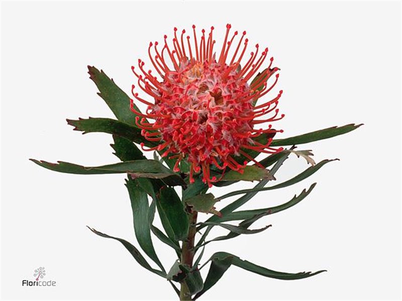 Proteja Ayoba Red c1970