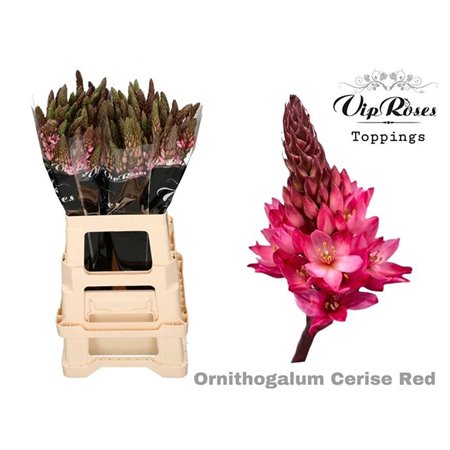 Ornithogalum Mount Fuji Cerise Red c1974