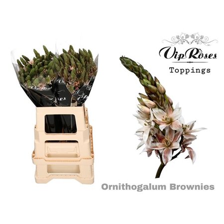 Ornithogalum Mount Fuji Brownies c1976