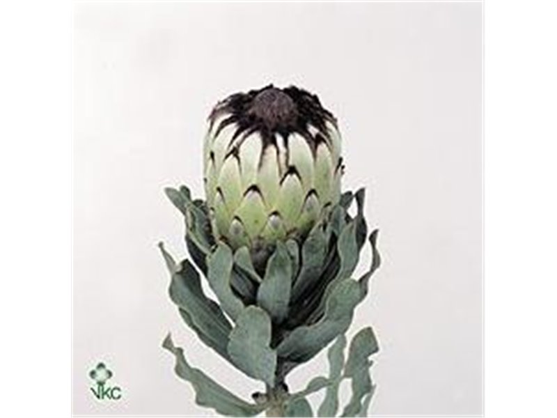 Proteja Mag Niobe c2097 Proteja Mag Niobe c2097