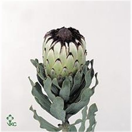 Proteja Mag Niobe c2097