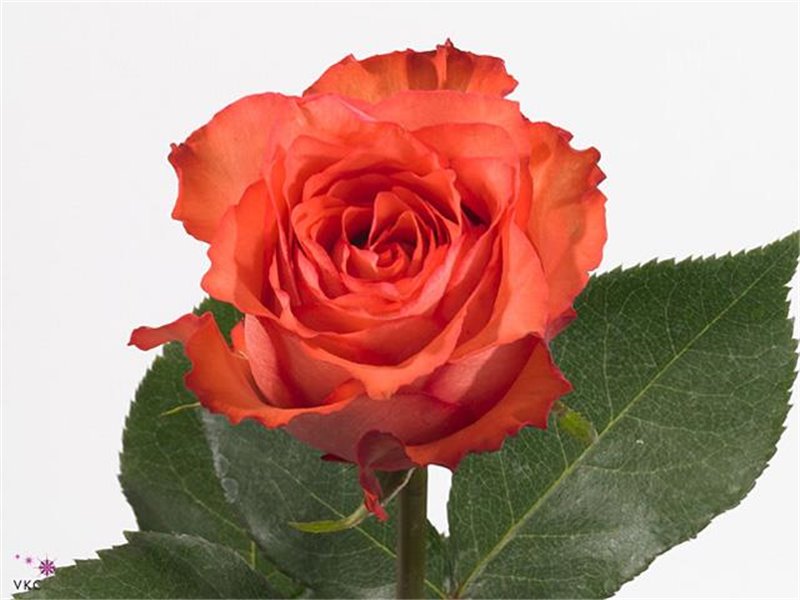 Vrtnica Alegra c2128