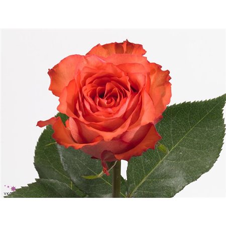 Vrtnica Alegra c2128