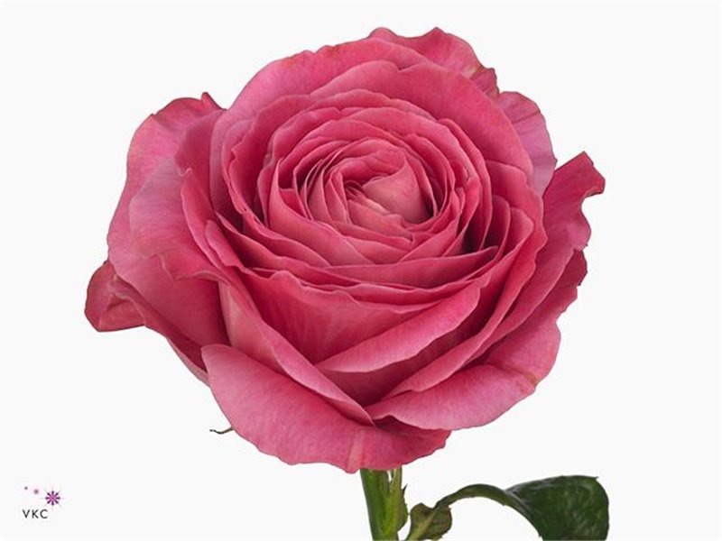 Vrtnica All 4 Love c2132