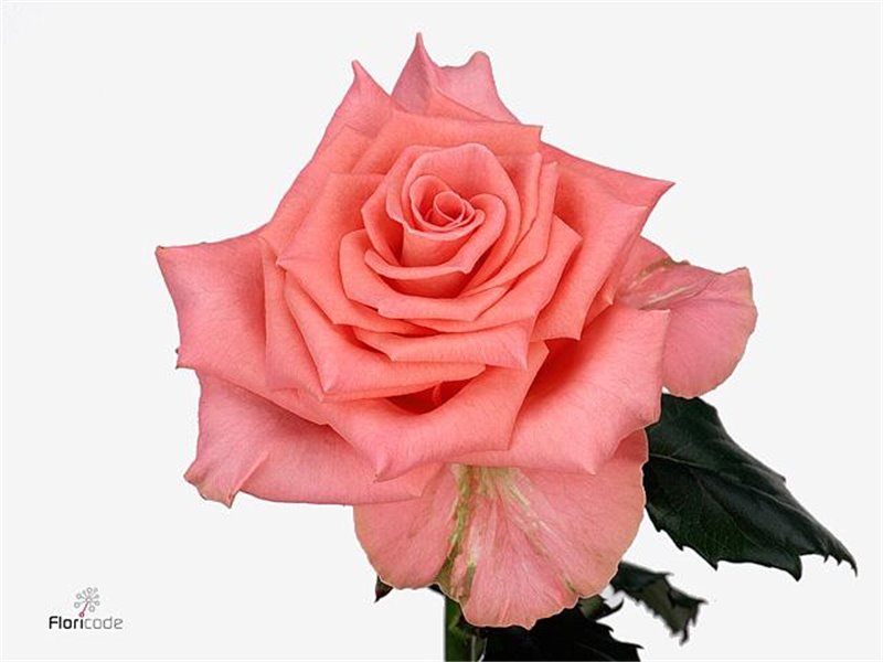 Vrtnica Amsterdam c2141