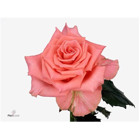 Vrtnica Amsterdam c2141