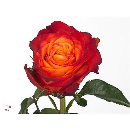 Vrtnica Atomic c2149