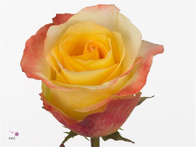 Vrtnica Aubade c2154