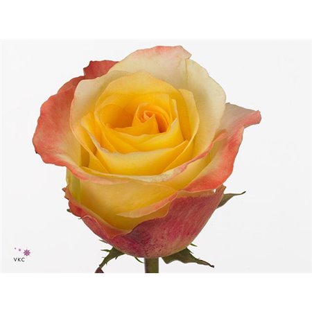 Vrtnica Aubade c2154