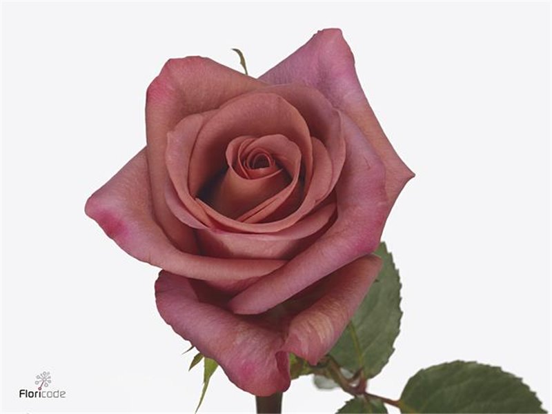 Vrtnica Barista c2161