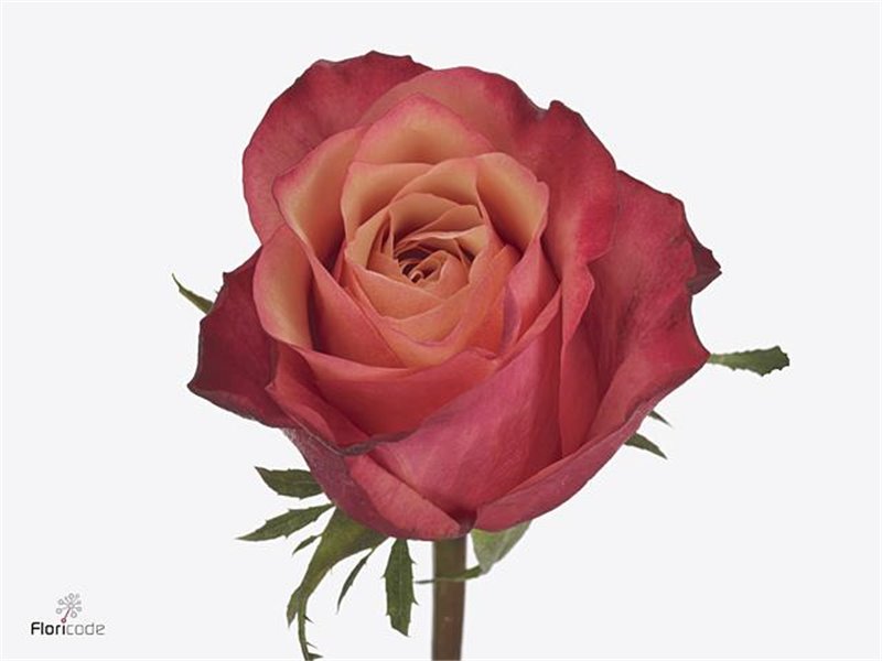 Vrtnica Bogart c2174