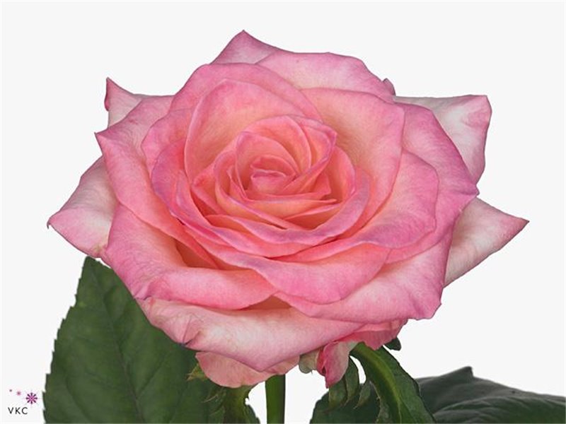 Vrtnica Bone Xl c2175