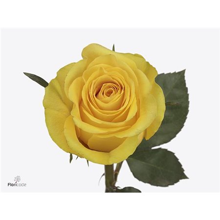 Vrtnica Brighton c2183