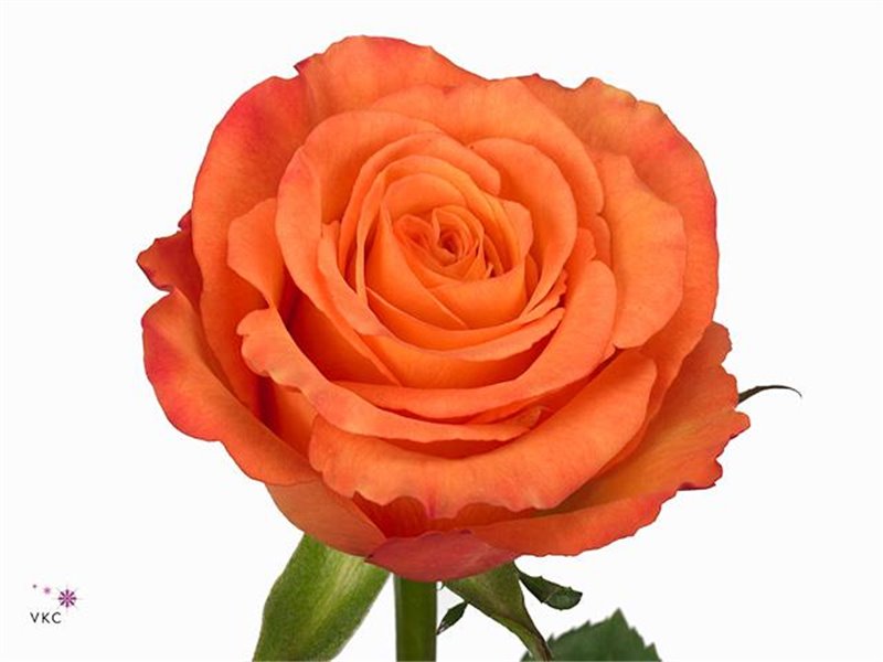 Vrtnica Confidential c2221