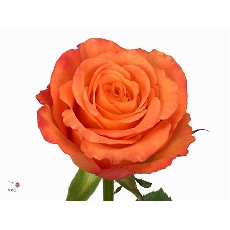 Vrtnica Confidential c2221