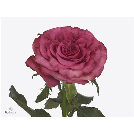 Vrtnica Country Blues c2241