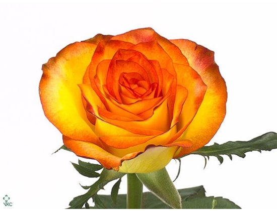 Vrtnica High &amp Magic c2415