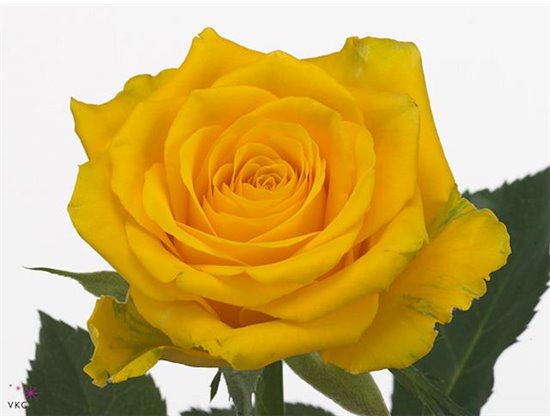 Vrtnica High And Exotic c2416