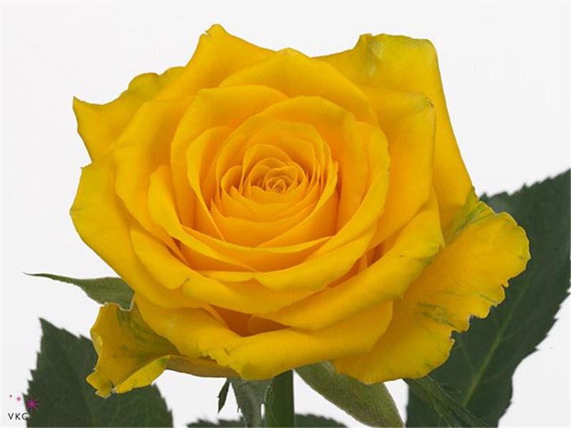 Vrtnica High And Exotic c2416