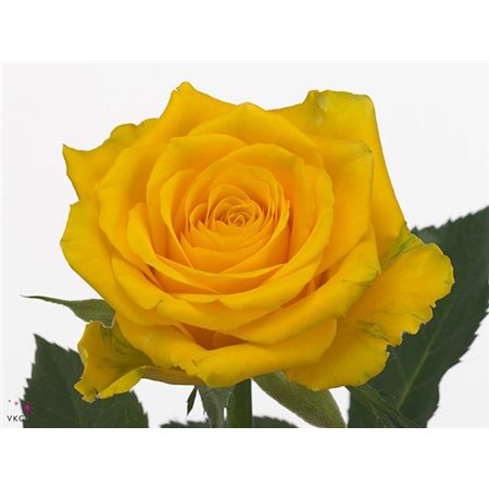 Vrtnica High And Exotic c2416