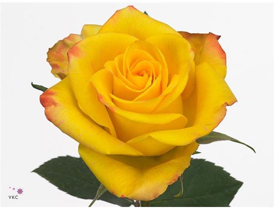 Vrtnica High And Magic c2421