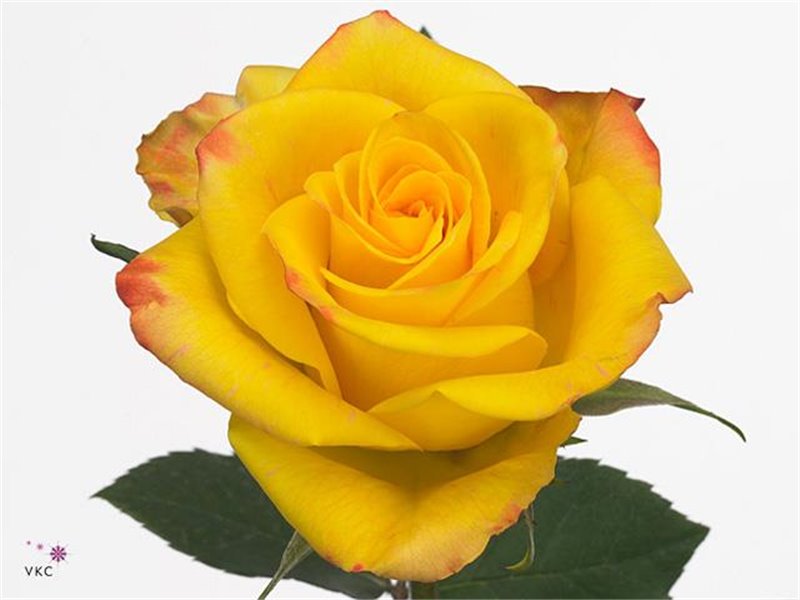 Vrtnica High And Yellow Flame c2422