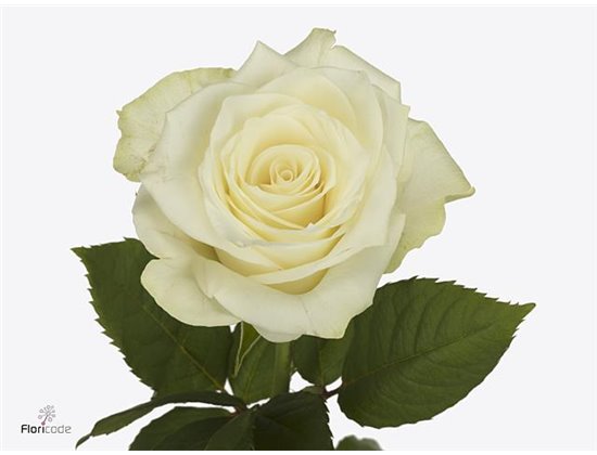 Vrtnica High And Yellow Flame c2423