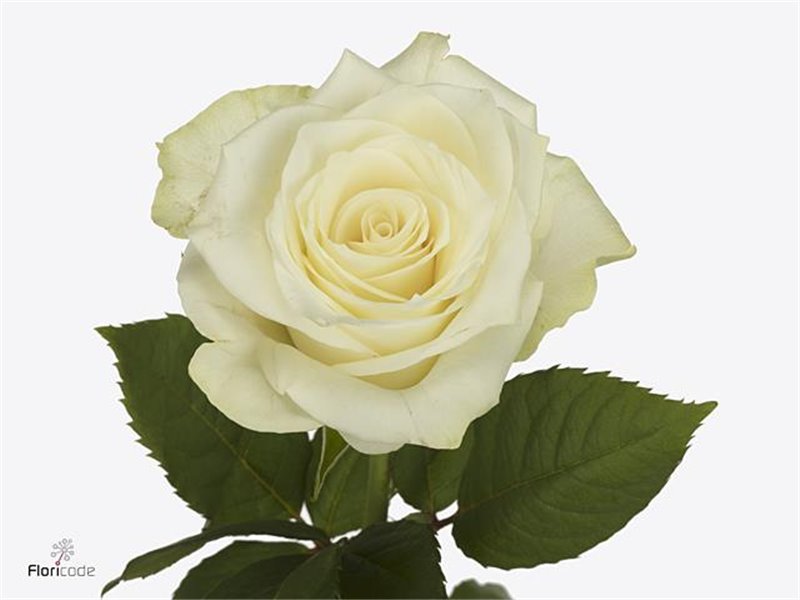 Vrtnica High And Yellow Flame c2423