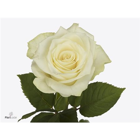 Vrtnica High And Yellow Flame c2423