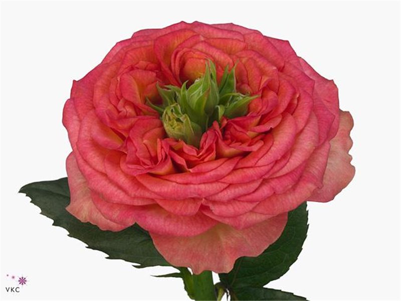 Vrtnica Hot Carpe Diem c2424