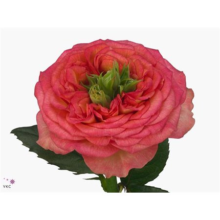 Vrtnica Hot Carpe Diem c2424