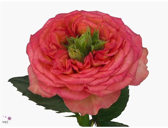 Vrtnica Houdini c2425