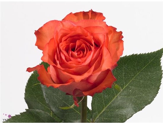 Vrtnica Iguana c2426