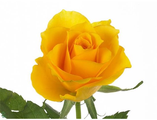 Vrtnica Jet Set c2431