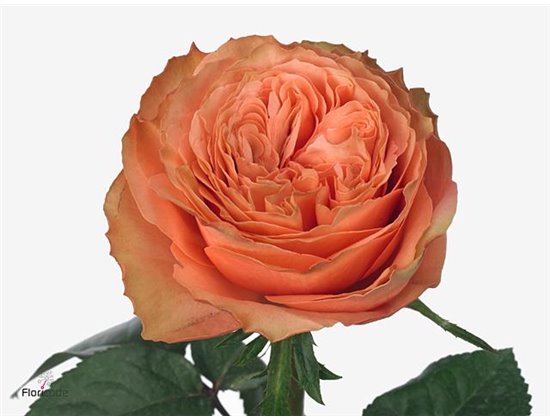 Vrtnica Kahala c2438