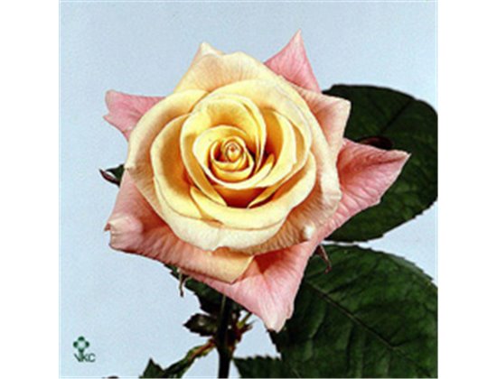 Vrtnica La Perla c2441