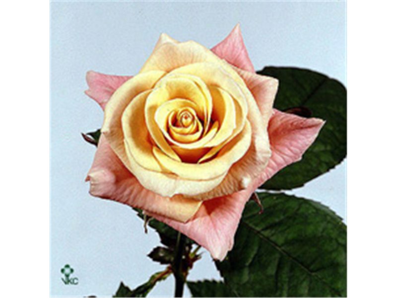 Vrtnica La Perla c2441