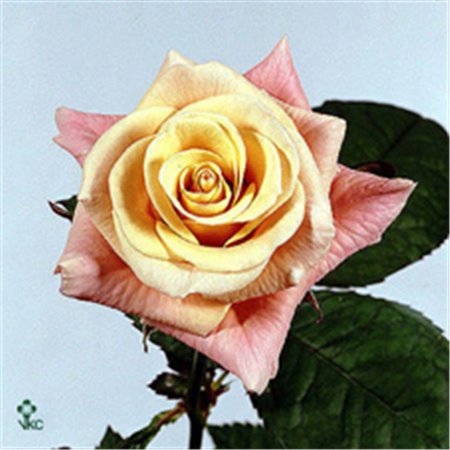 Vrtnica La Perla c2441