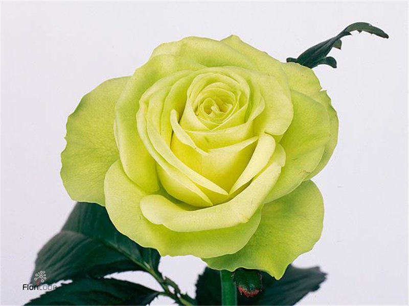 Vrtnica Lemonade c2443