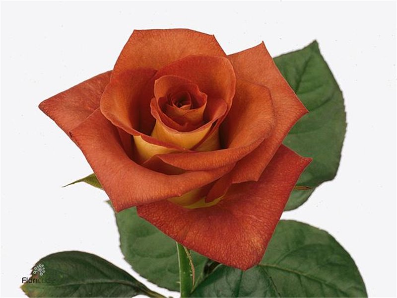 Vrtnica Leonidas c2446