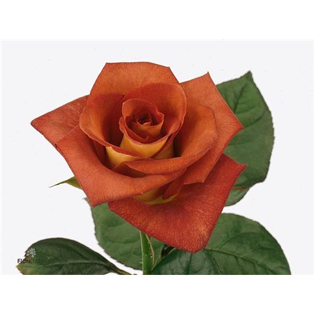 Vrtnica Leonidas c2446