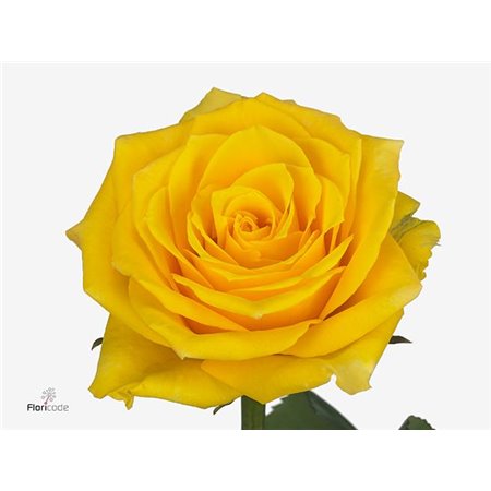 Vrtnica Leonidas c2447