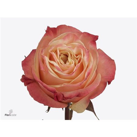 Vrtnica Lovely Hearts c2459