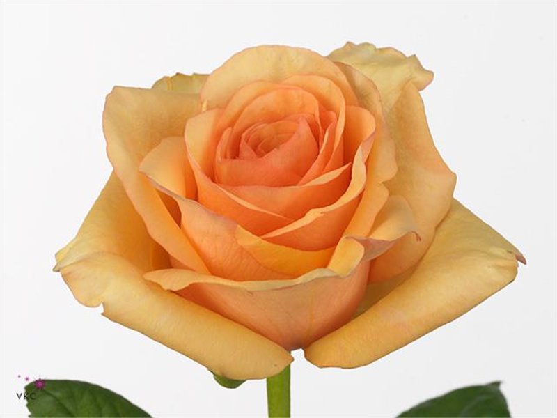 Vrtnica Luciano c2460